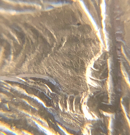 1921-Morgan-Prooflike-With-What-Looks-Like-Sulfur-Spots