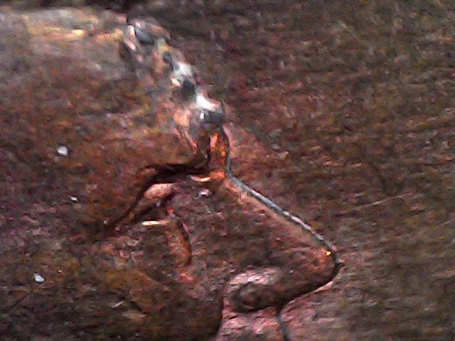 1995-Lincoln-Memorial-Cent,-Is-This-Mad-Die?