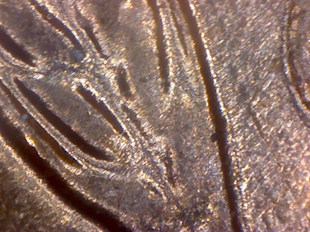 1958-D-Penny-Unc-Bank-Roll-Coin-DDR-Wheat-Stocks-Both-Doubled-L'ing-4-Grade