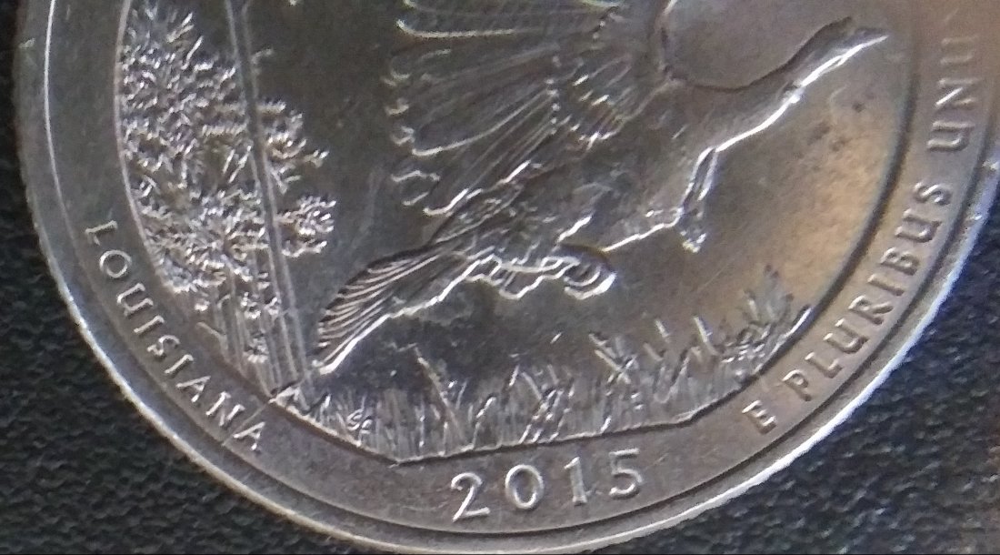 Scared-Me!-My-2015-Louisiana-Turkey-Quarter