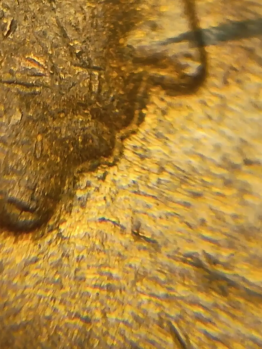 1962-Perth-Penny-Double-Die---Is-It-Only-Her-Nose?