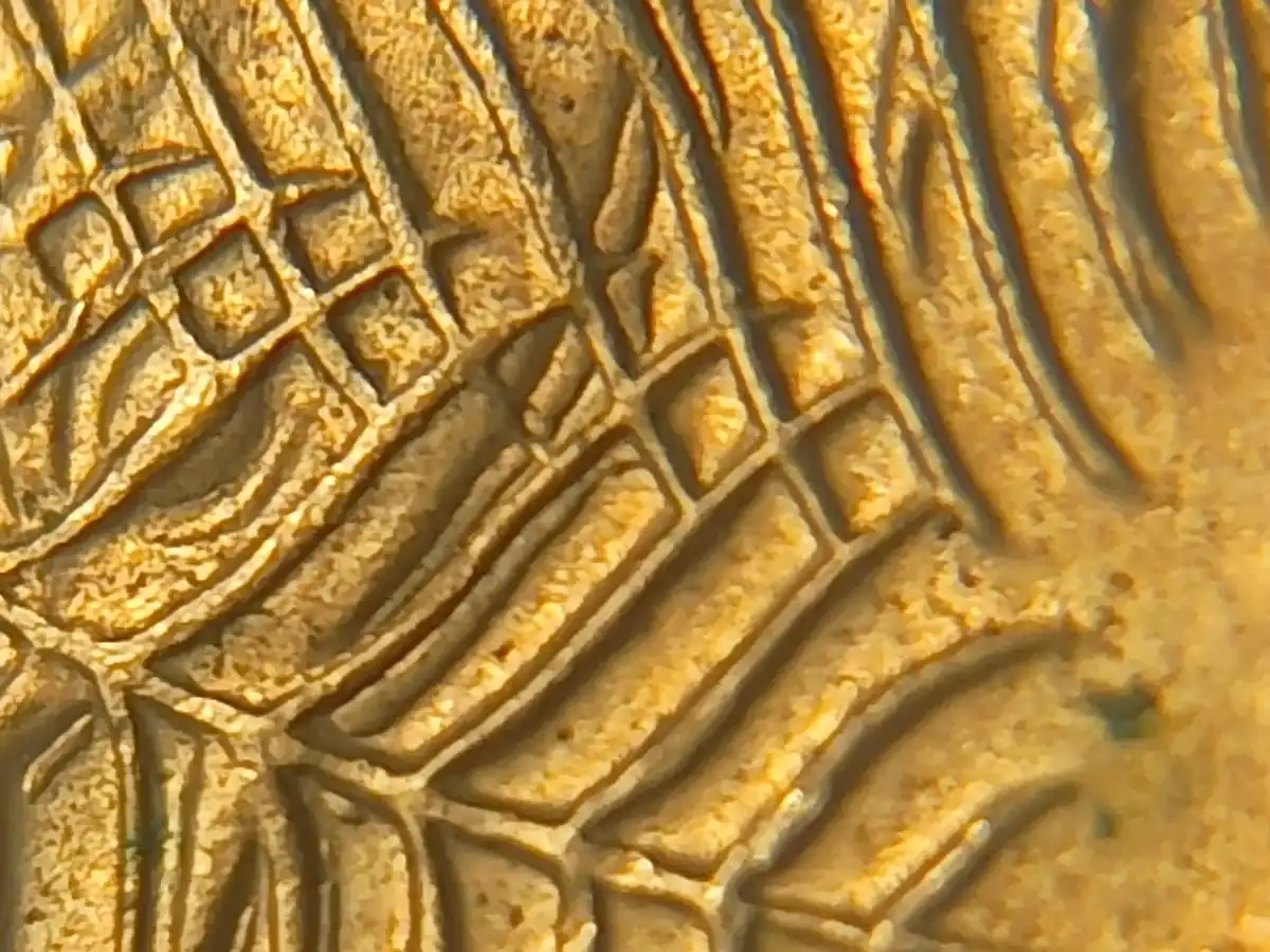 Australian-Ten-Cent-Coin-Deteriorations