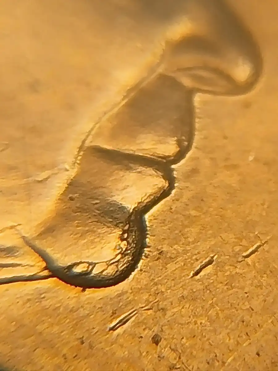 2022-5c--Progressive-Internal-Chin-Crack-With-Multiple-Cuds-Obv/Rev