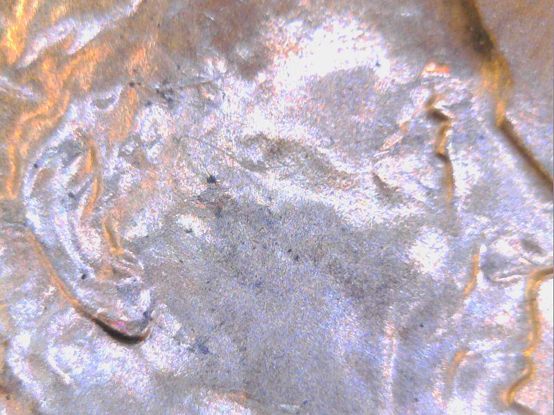 2016-Penny-Double-Ear,-MD-Or-Normal