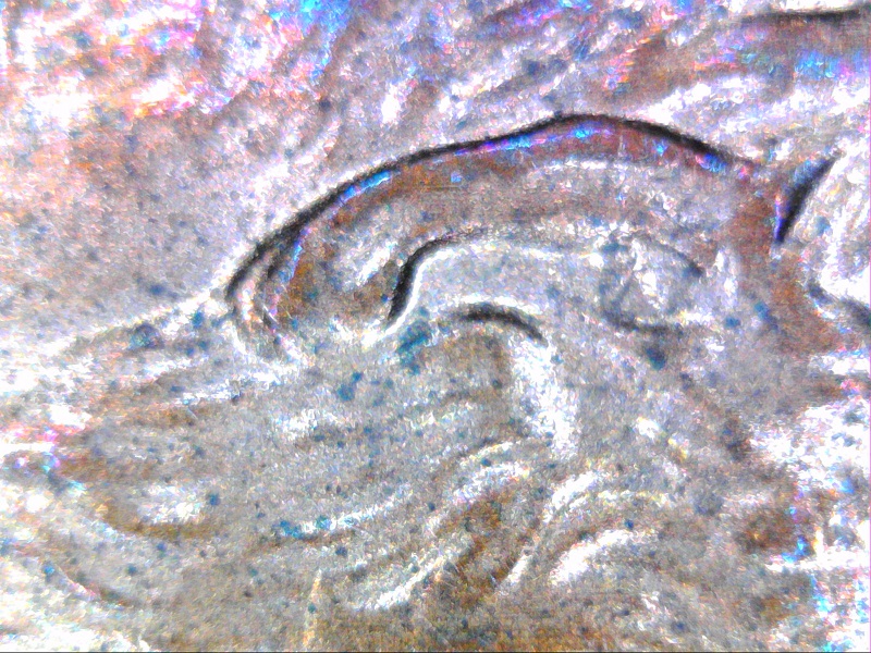 2000-P-Penny---Is-This-Doubled-Ear?
