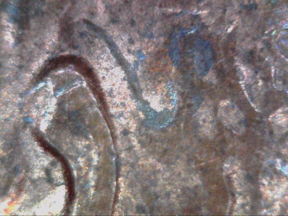 2005-P-Penny-Is-This-Doubled-Ear,-Thank-You