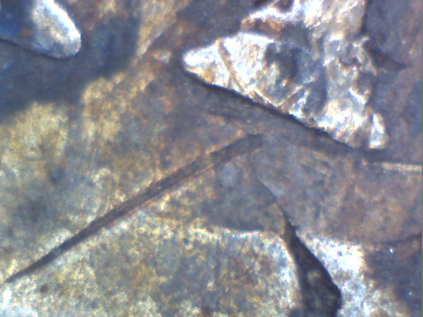 1652-New-England-3-Pence?