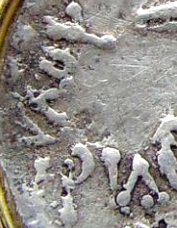 Tyre-Sheckel---Authentic-Or-Fake?-What's-The-Date?