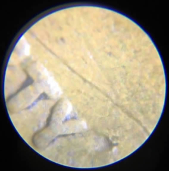 No-Date-Wheat-Penny.
