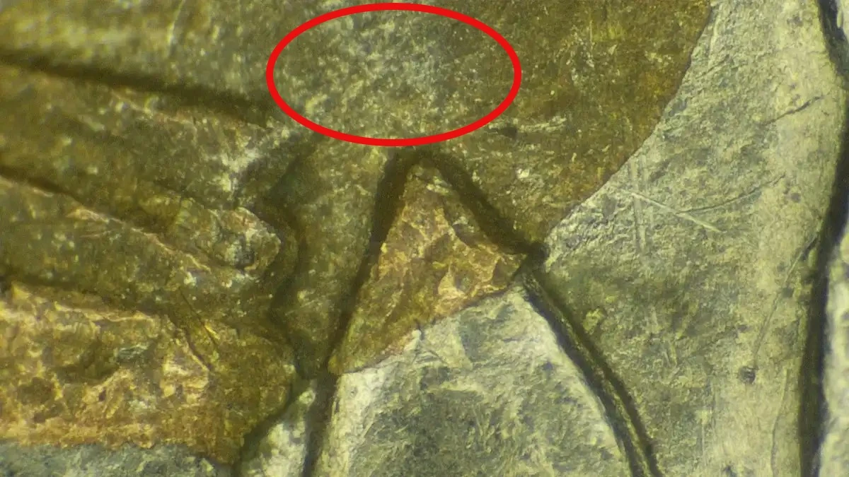 1994-D-Quarter-Copper-Showing-Below-Wing?