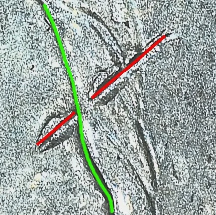 2021-P-Nickel-Not-Sure-What-This-Is?