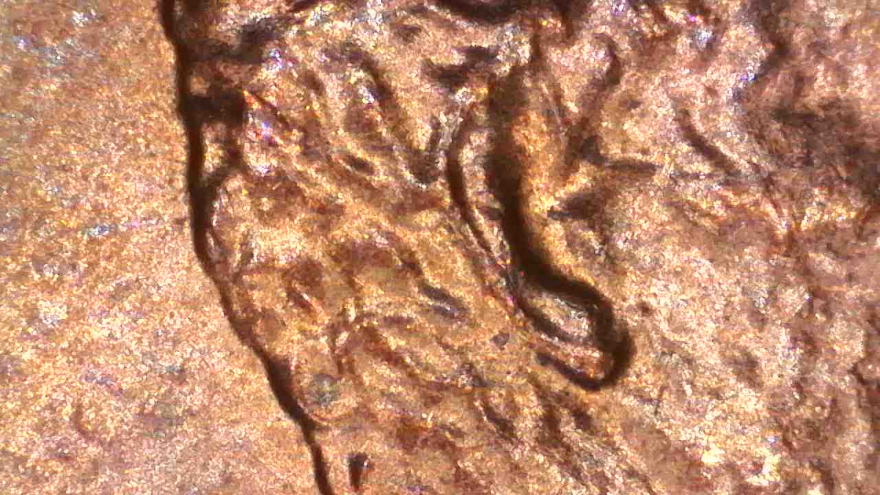 1988-D-Lincoln-Cent-With-Doubled-Ear?