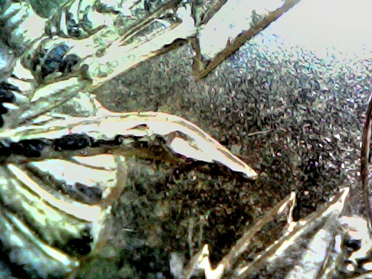 Moniker-Buys-A-Cheap-Microscope-From-Amazon-25$-First-Impressions-Pics-Review