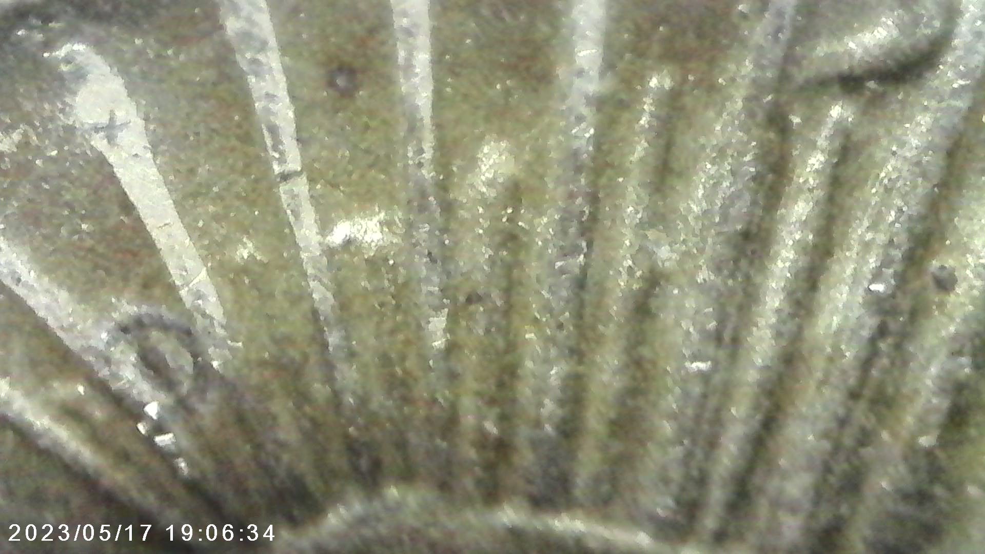 1924-Peace-Dollar-VAM-Help-Dot-In-Tierra-And-Circle-In-Rays
