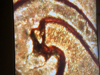 1957-D-One-Cent-Error