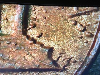 1983-D-Penny-Please-Help-How-Did-This-Happen?