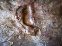 1949-S-One-Cent-Extra-Line-Die