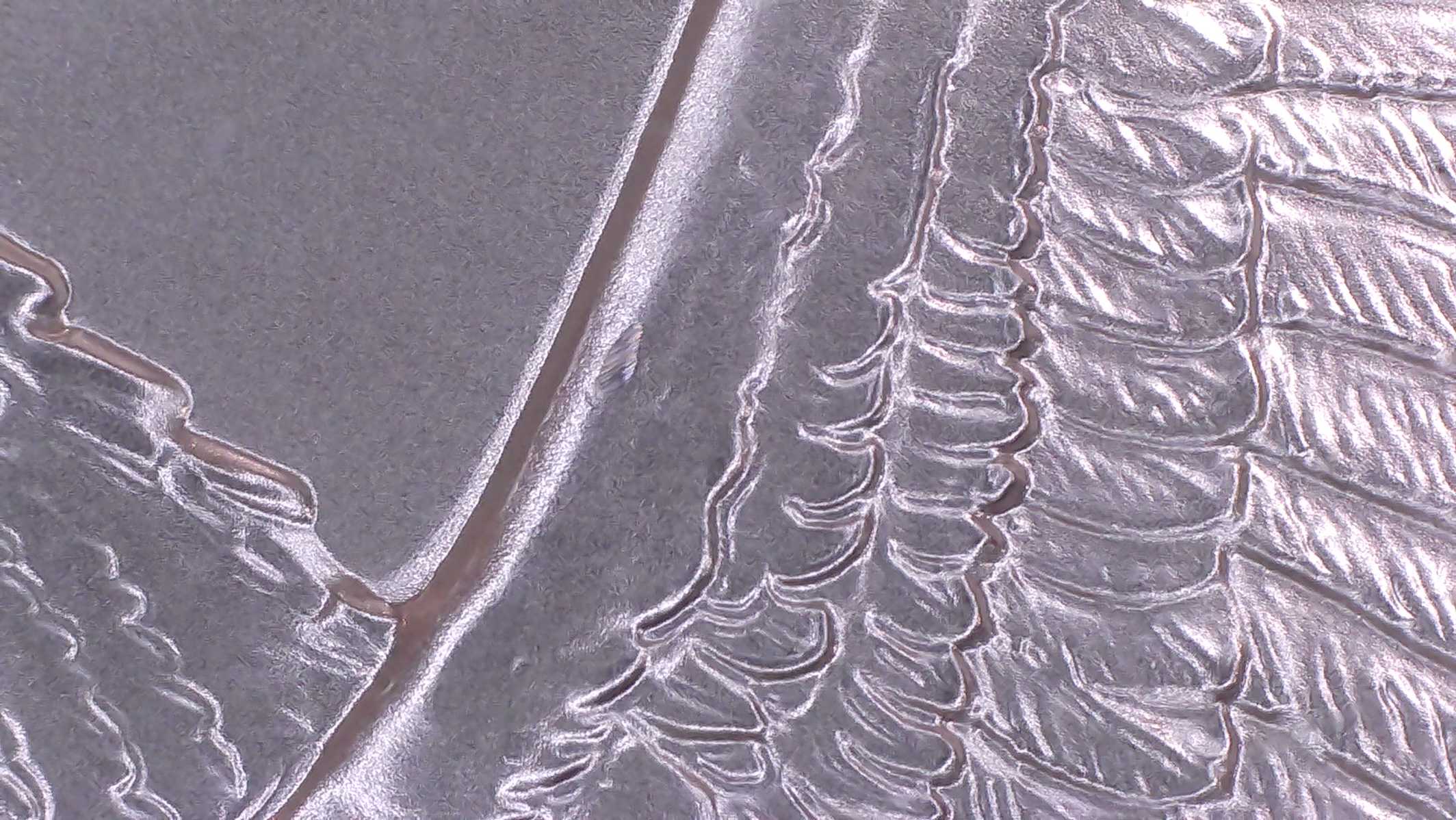 2025-Silver-Eagle-Wing