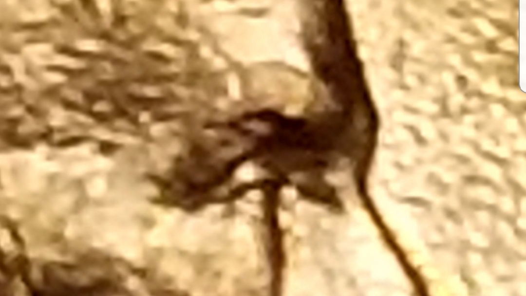 1993-D-Lincoln-Penny-Double-Eye?