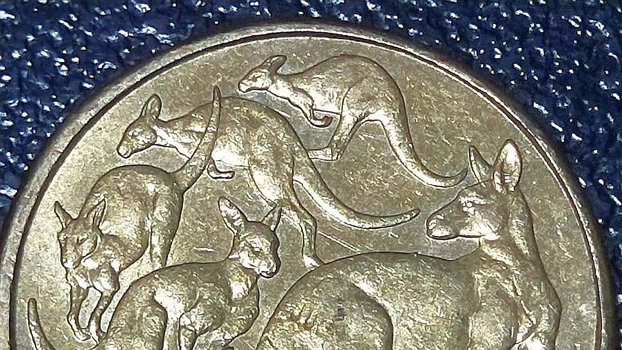 $1-Mob-Of-Roos---3RD-Roo-Missing-Right-Rear-Leg?