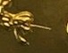 The-2017-W-Uncirculated-$50.00-Gold-Eagle-From-Apmex