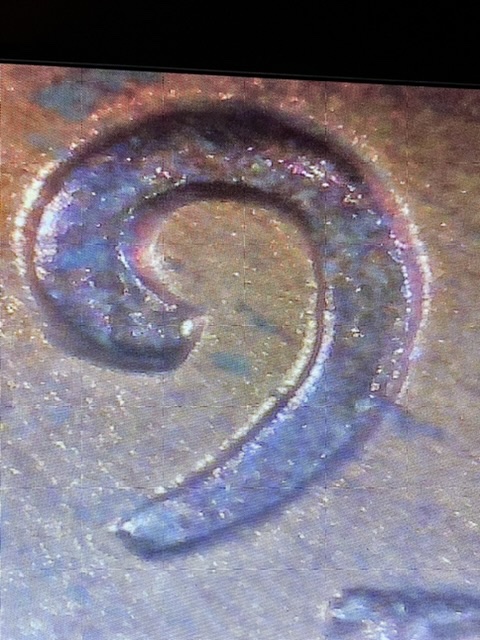 1957-D-Penny-Labeled-