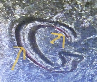 2008-Arizona-Quarter-With-Multiple-Die-Events-&-DDR
