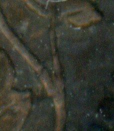 2-Different-Obverse-+-Reverse-For-1893-Tp9's