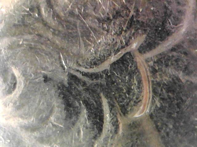 2016-S-Kentucky-?is-This-A-Doble-Ear-Or-MD.-Espert-Help-Please-Comment