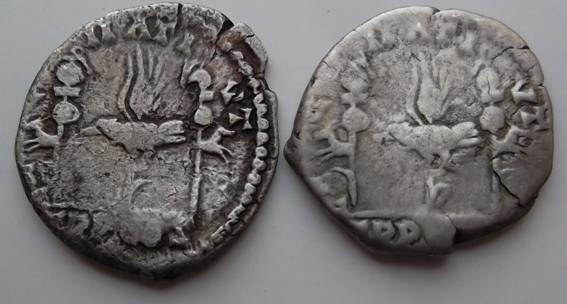 Legionary-Denarius-Of-Septimus-Severus-Legion-II-Ativt?-Part-II