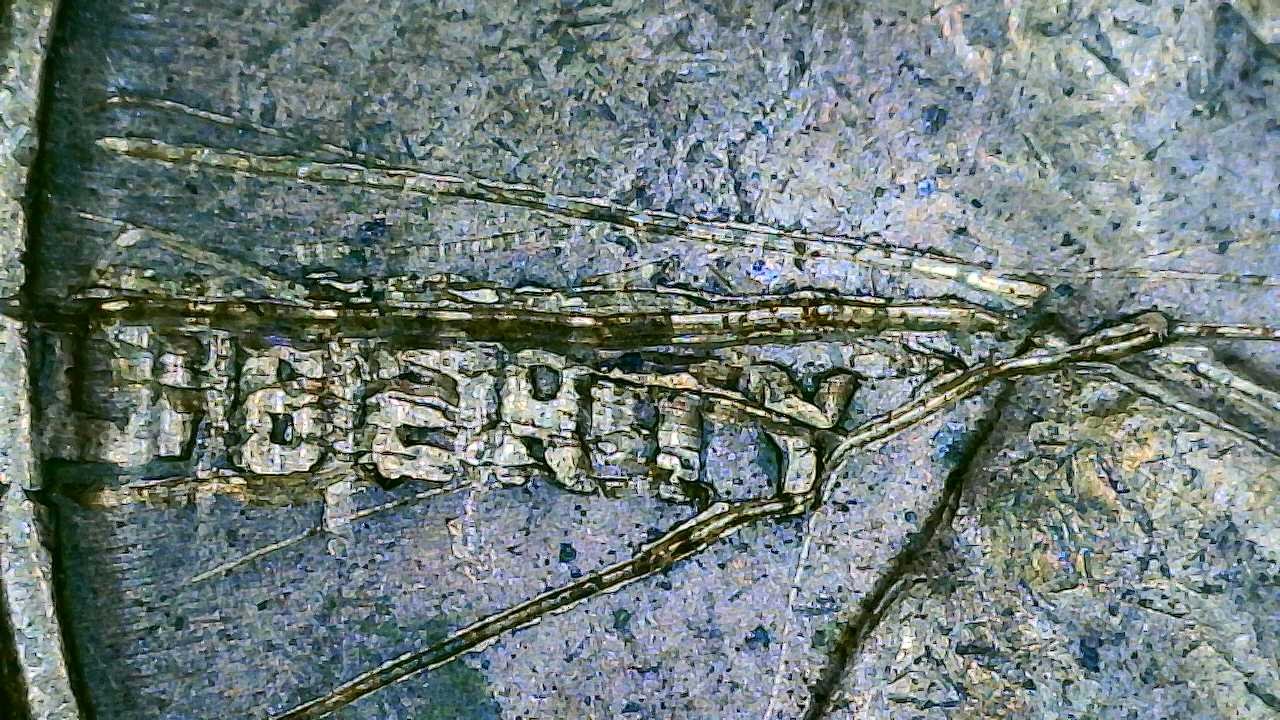 1951-D-Penny/Cent:-Is-This-Strike-Damage-Or-Most-Likely-PMD-From-Carving?*someone-Cleaned-Itthanks