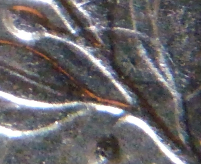 2016-P-LDS-Roosevelt-Dime-With-An-Extra-Incuse-