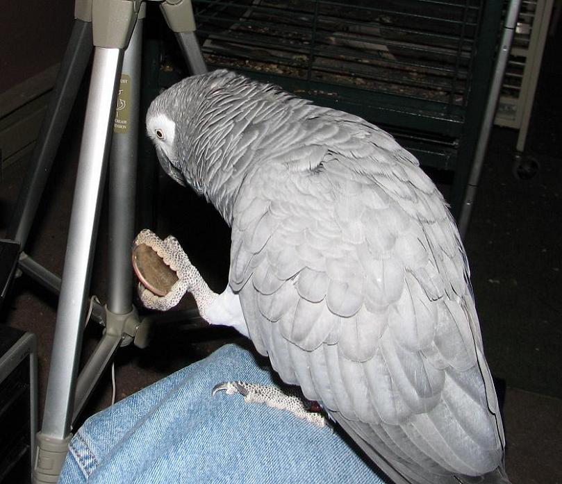 Post-Your-Bird-Coins