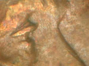 Possible-1927-P-Lincoln-Cent-DDO-FS-101