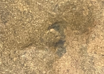 1917-P-Lincoln-Cent-DDO-FS-101?