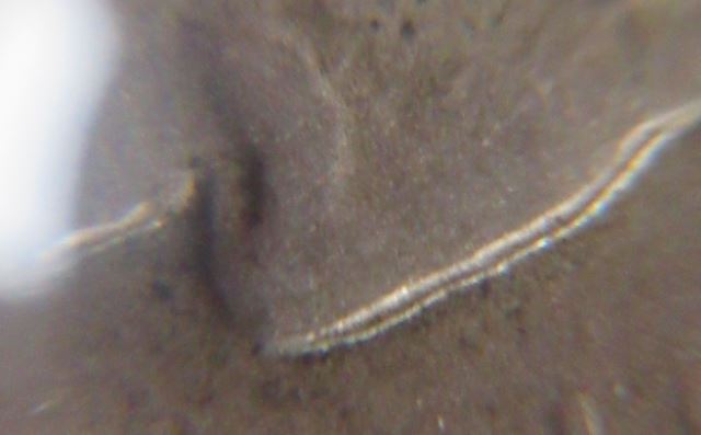 1915-S-Buffalo-Nickel---Machine-Doubling?