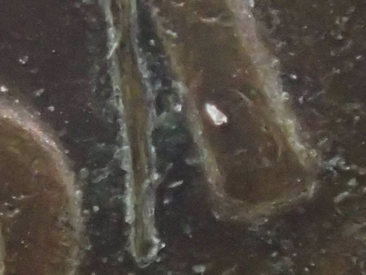 1980-Lincoln-Cent-Not-Sure-Of-This-Action-On-The-First-T-In-States