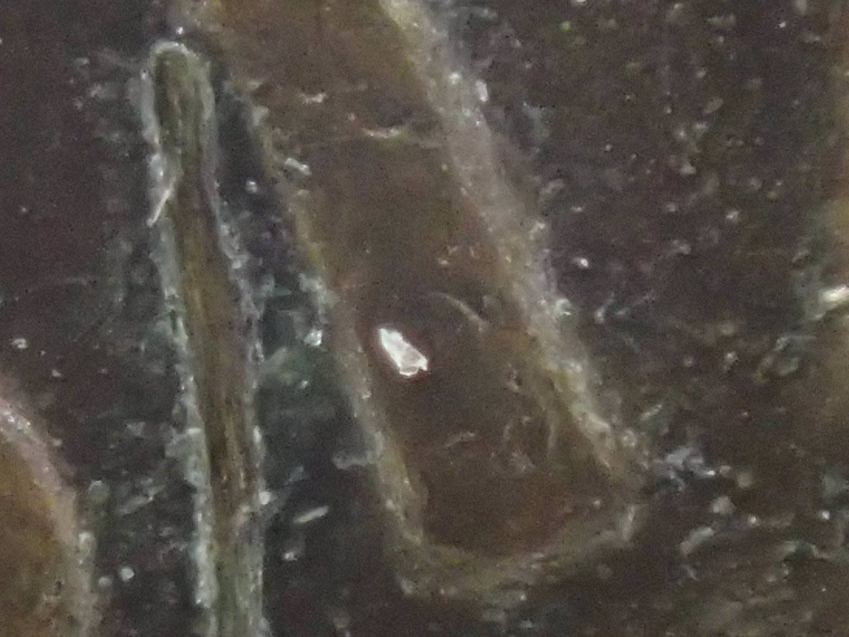 1980-Lincoln-Cent-Not-Sure-Of-This-Action-On-The-First-T-In-States