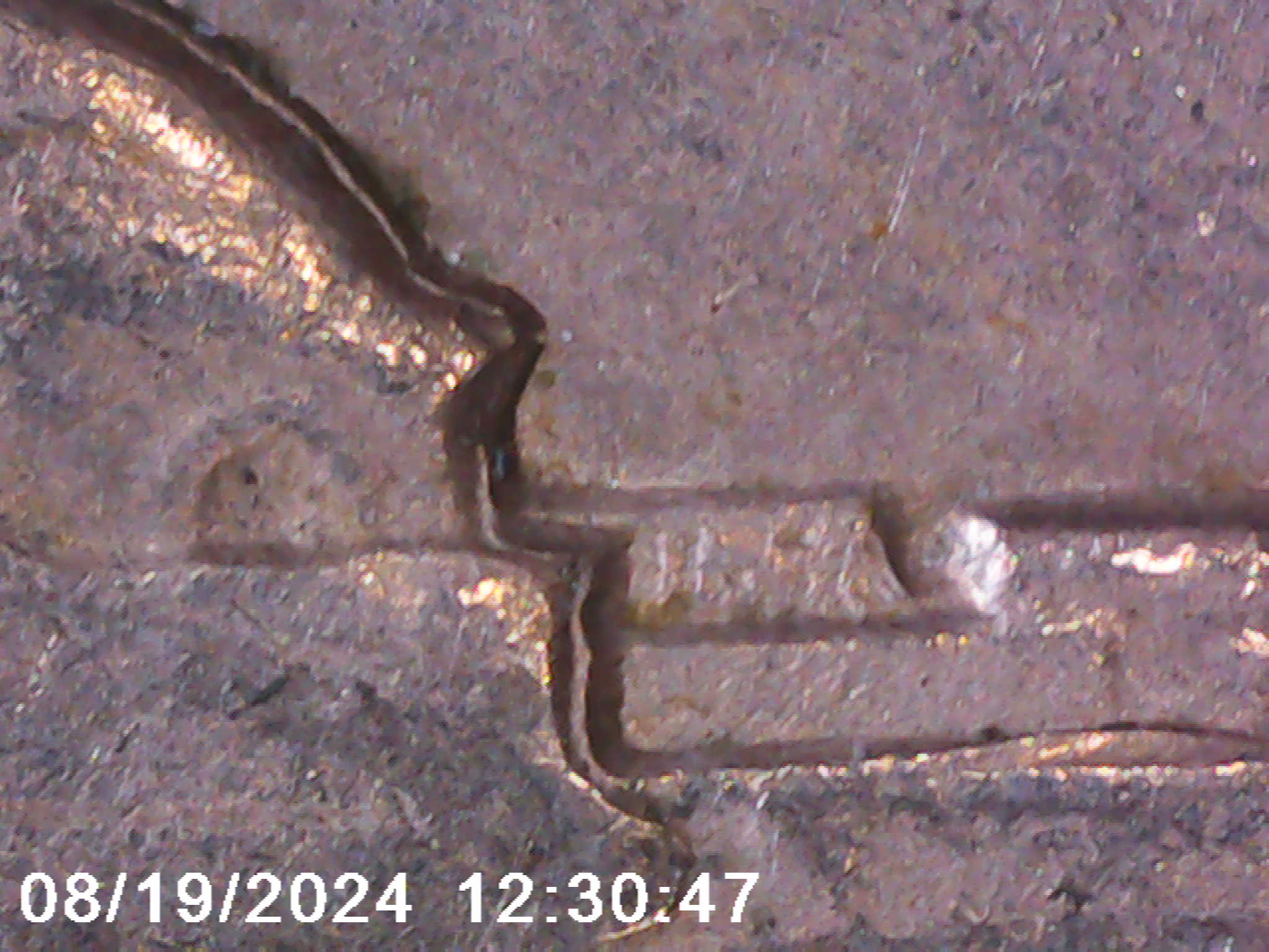 1960-Nickel-DDR/Ddo.-Opinion-Please