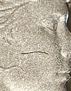 2026-Silver-Proof-Dime-Error-Scar-Face