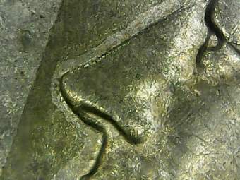 Something-Really-Strange-Going-On-With-This-1974-Kennedy-Fifty-Cent-Piece