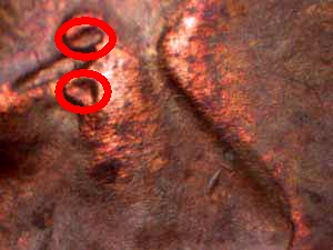 1942-Lincoln-Cent-DDO-FS-101?