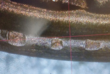 Need-Help-With-1960-Vbd-Error-On-Rim-Penny.