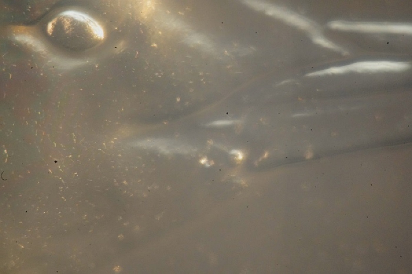 Extreme-Macro-Coin-Photography