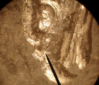 1878-8TF-Morgan-Dollar-VAM-16-Or-Not-VAM-16-That-Is-The-Question