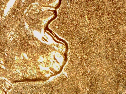1990-Lincoln-Cent---MD-Or-?