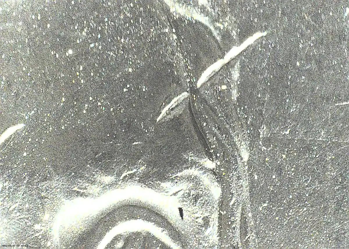 2021-P-Nickel-Not-Sure-What-This-Is?