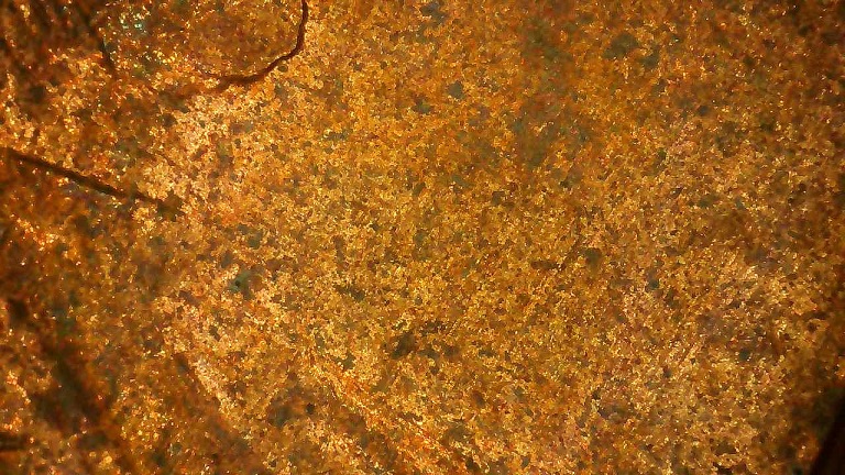 1-Cent-Lincoln-Penny-No-Date-Need-Help-Please