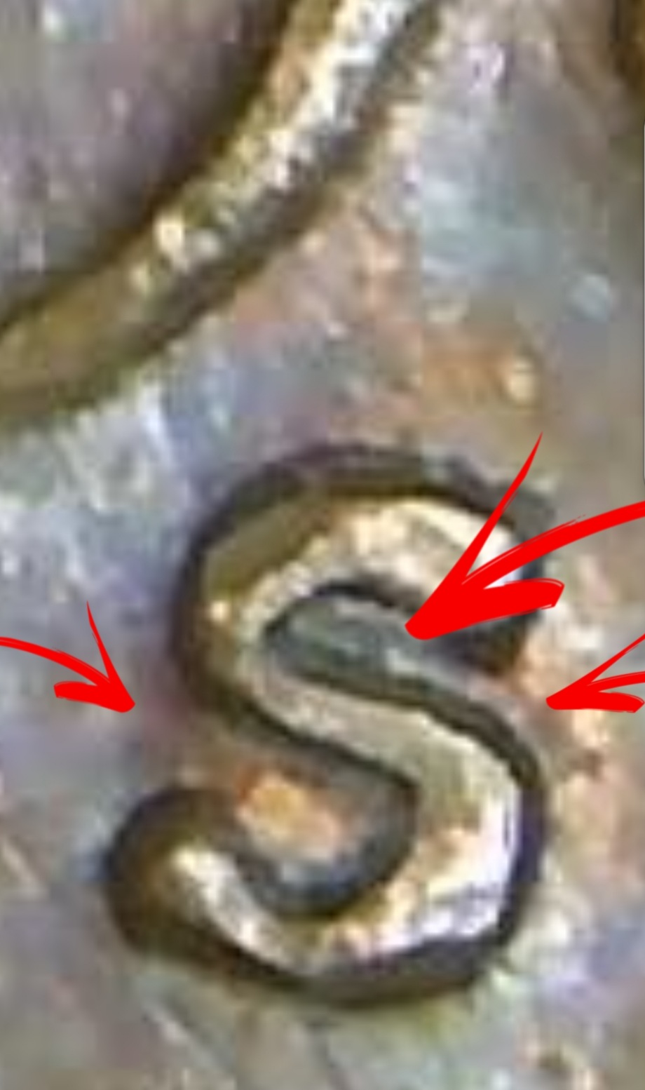 1969-Lincoln-Cent-S/S-Error