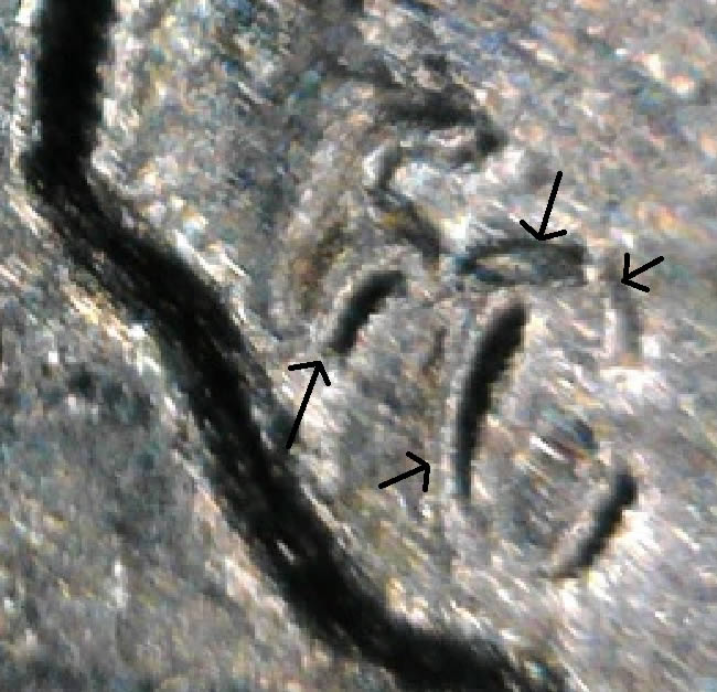 1964-D-LMC-Designer's-Initials-Doubled/Broken?